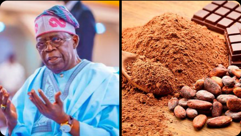 Tinubu Ends Raw Cocoa Exports With New Value-Addition Blueprint